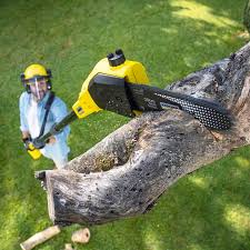 Professional Tree Removal Services in Greybull, WY