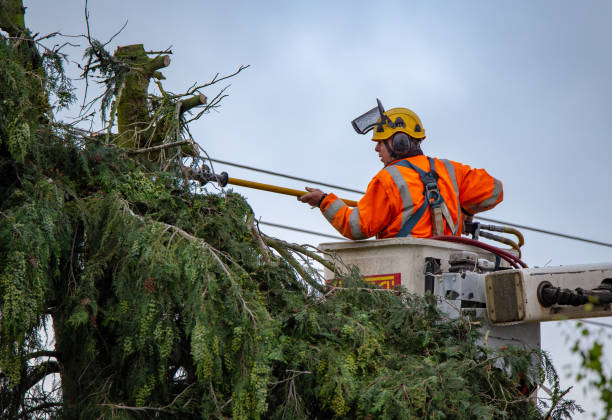 How Our Tree Care Process Works  in  Greybull, WY